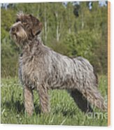 Wire-haired Pointing Griffon #3 Wood Print