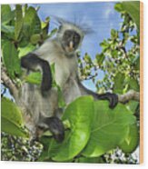 Zanzibar Red Colobus In Tree Jozani #3 Wood Print