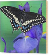 Black Swallowtail Butterfly, Papilio #30 Wood Print