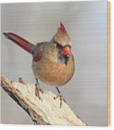 Northern Cardinal #342 Wood Print