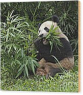 Giant Panda #38 Wood Print