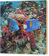 Coral Reef Scenery #39 Wood Print