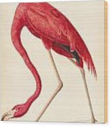 American Flamingo #4 Wood Print