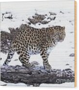 Amur Leopard  #4 Wood Print