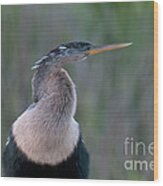 Anhinga #4 Wood Print