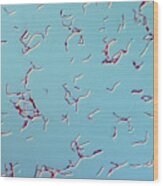 Bacilli, Lm #4 Wood Print