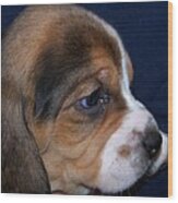 Beagle Puppy #4 Wood Print
