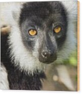 Black And White Ruffed Lemur #4 Wood Print