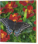 Black Swallowtail Butterfly, Papilio #4 Wood Print
