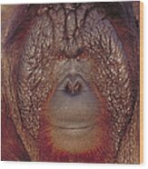 Bornean Orangutan #4 Wood Print