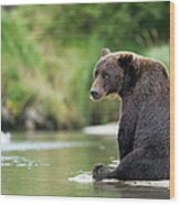 Brown Bear, Katmai National Park, Alaska #4 Wood Print