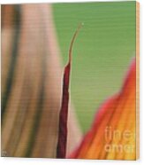 Canna Lily Named Durban #4 Wood Print