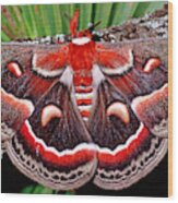 Cecropia Moth Hyalophora Cecropia #4 Wood Print