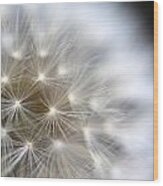 Dandelion Backlit Close Up #4 Wood Print