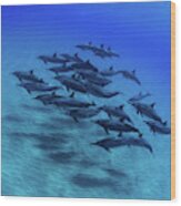 Elevated View Of School Of Dolphins #4 Wood Print