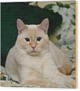 Flame Point Siamese Cat #4 Wood Print