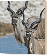 Greater Kudu Tragelaphus Strepsiceros #4 Wood Print