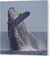 Humpback Whale Breaching Maui Hawaii #4 Wood Print