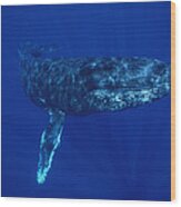 Humpback Whale Maui Hawaii #4 Wood Print