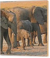 Kalahari Elephants #4 Wood Print