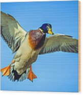 Mallard Duck #4 Wood Print