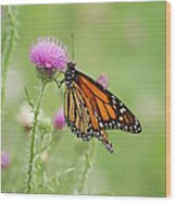 Monarch Butterfly #2 Wood Print