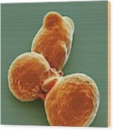 Pluripotent Stem Cells #4 Wood Print