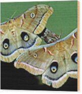 Polyphemus Moths #4 Wood Print