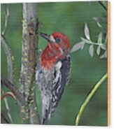 Red-breasted Sapsucker #4 Wood Print