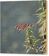 Red Dragonfly #4 Wood Print
