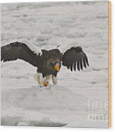 Stellers Sea Eagle #4 Wood Print