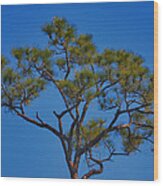 40- Slash Pine Wood Print
