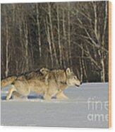 Wolf In Winter #42 Wood Print