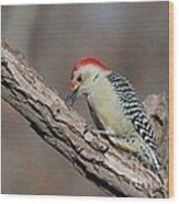 Red-bellied Woodpecker #43 Wood Print