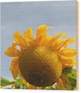 Sunflower #43 Wood Print