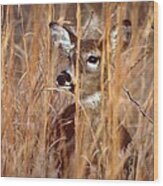 White-tailed Deer #44 Wood Print