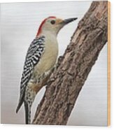 Red-bellied Woodpecker #49 Wood Print