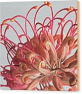 Grevillea Flower #1 Wood Print