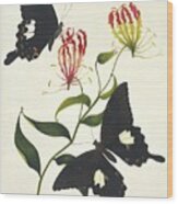 Indian Butterflies And Flowers #5 Wood Print