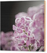 Lilac #5 Wood Print