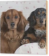 Miniature Long-haired Dachshunds Wood Print