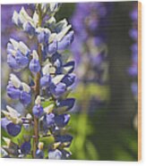 Purple Lupine Flowers #5 Wood Print