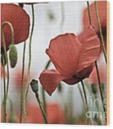 Red Poppy Flowers #5 Wood Print