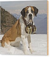 Saint Bernard #5 Wood Print