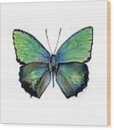 52 Arhopala Aurea Butterfly Wood Print