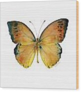 53 Leucippe Detanii Butterfly Wood Print