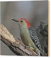 Red-bellied Woodpecker #55 Wood Print