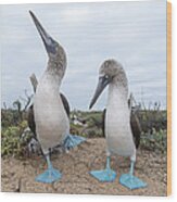 Blue-footed Booby Courtship Dance Wood Print