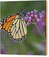Monarch Butterfly In Garden #2 Wood Print