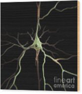 Pyramidal Neuron #6 Wood Print